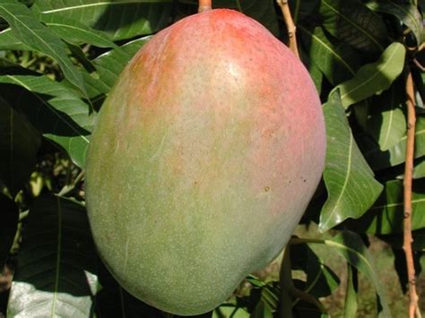 Keitt Mango Tree - Yarden