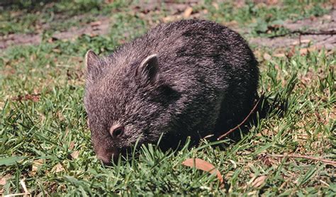 Common Wombat | Australian animals | NSW National Parks | NSW National Parks