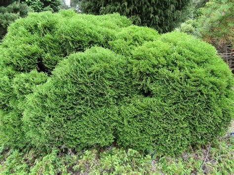 Gardening 101: Arborvitae - Gardenista