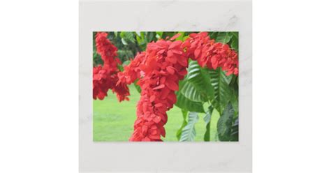 The Chaconia, The National Flower Postcard | Zazzle