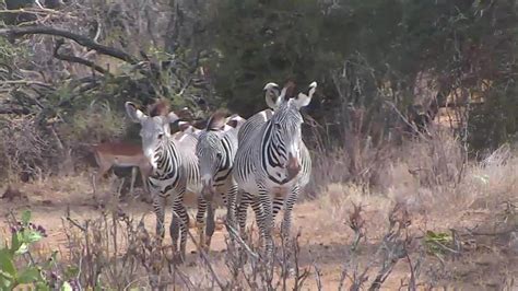 African River Wildlife Camera - live video from Kenya | Explore.org