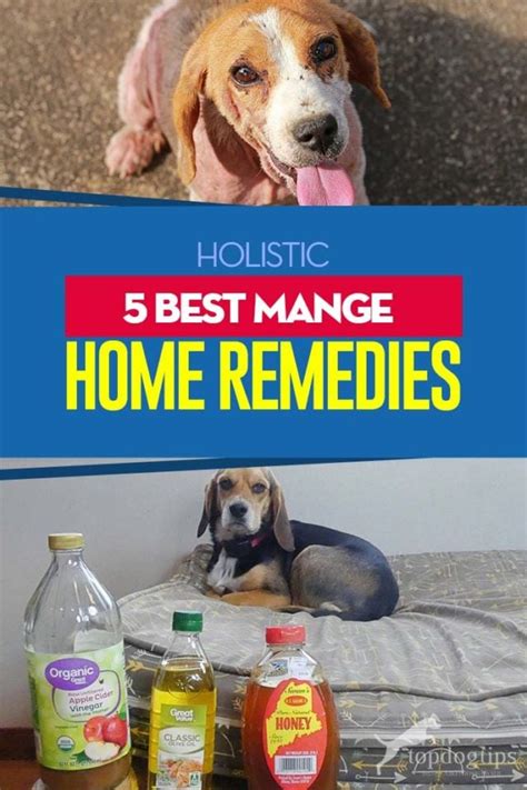 5 Best Dog Mange Home Remedies Effective on my Dog – Top Dog Tips