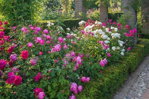 11 Articles That Teach You How To Create A Rose Garden | Balcony Garden Web