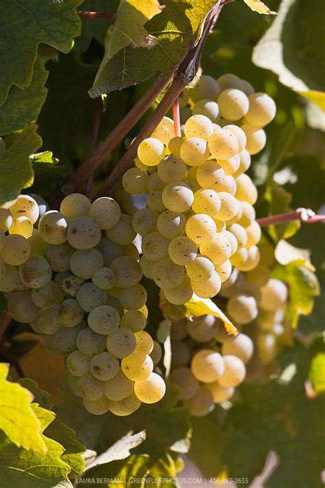 Riesling grapes on the vine. | GreenFuse Photos: Garden, farm & food photography