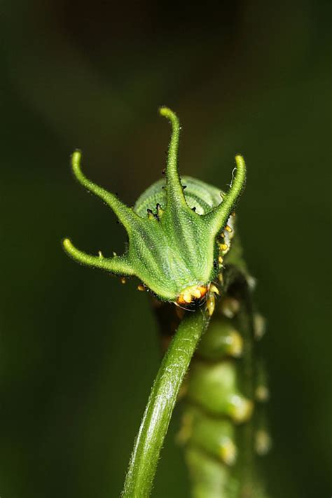 Dragonhead Caterpillar - Greeners.Co