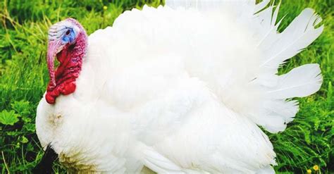 About Broad Breasted White Turkeys: The #1 Turkey Meat Producer