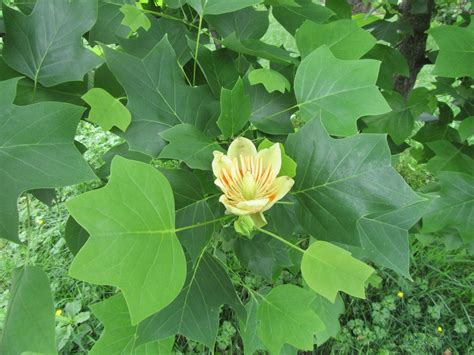 Tulip Poplar Tree for Sale — Sycamore Ridge Farm