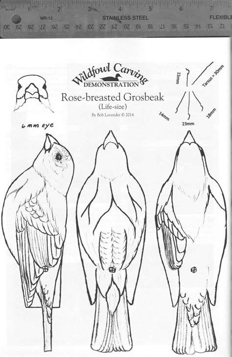 Rose-breasted Grosbeak Part One | Bird carving patterns, Wood carving patterns, Wood carving designs