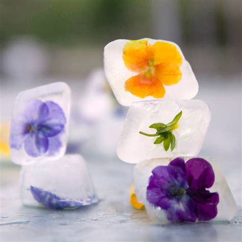 Edible Violas - The Green Head