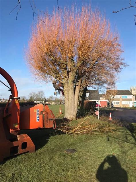 Pollarding willows in Cricklade - Conservation Contractors