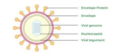 Virus Structure