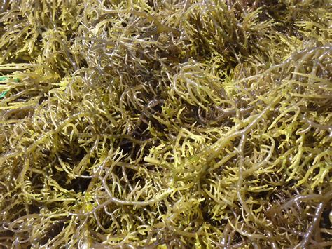 Dried Eucheuma Cottonii Seaweed From Vietnam/irish Seamoss High Quality ...