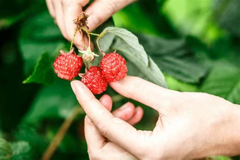 How To Grow Your Own Berries - Forest Super Foods