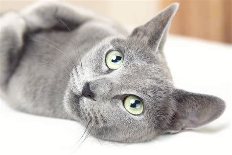 Are Russian Blue Cats Hypoallergenic? (In-Depth Discussion)