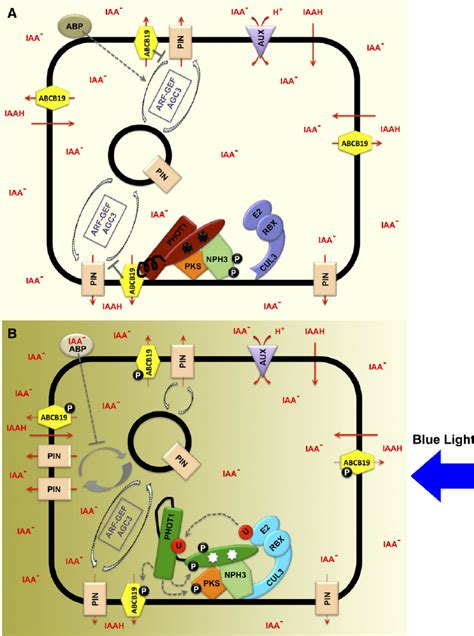 Early Phototropic Signaling Events Involved in the Regulation of Auxin ...