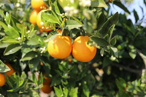 Clementine tree: varieties & growing conditions - Plantura