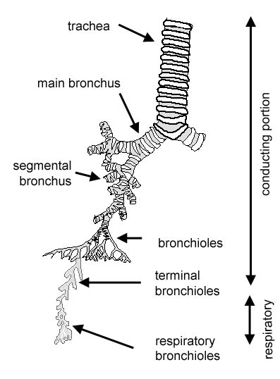 Respiratory: The Histology Guide