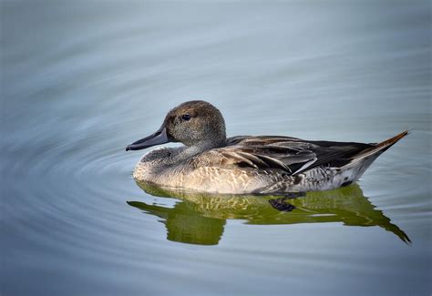 Northern Pintail Duck - Female Photograph by Saija Lehtonen