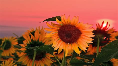 Sunflowers With Background Of Red Sunset Sky Flowers, HD wallpaper | Peakpx