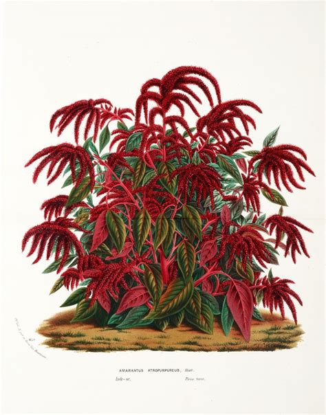 Amarantus Atropurpureus [Amaranth] | Botanical art drawing, Botanical art, Plant drawing