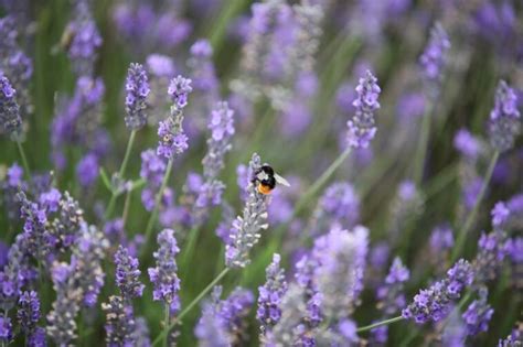 Layaknya Di Luar Negeri, Taman Bunga Lavender Bandung Terbesar Di Indonesia