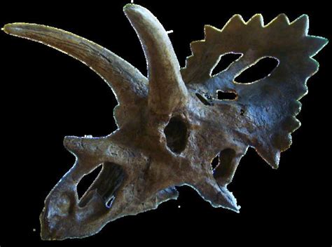 Anchiceratops - Alchetron, The Free Social Encyclopedia