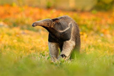 10 Animals Found in Brazil - WorldAtlas