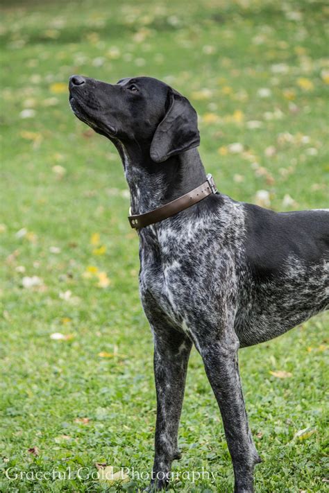 Silas the black german shorthaired pointer // Graceful Gold Photography #germansh… | German ...