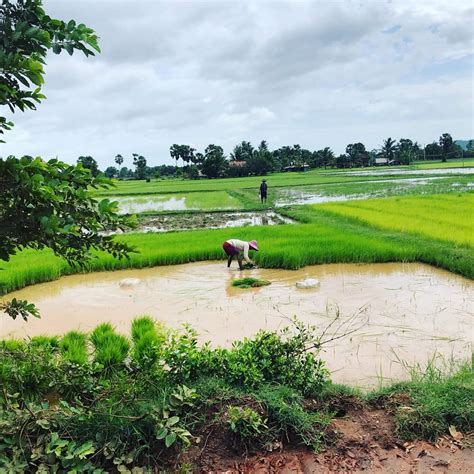 Rice fields of Kampot in Cambodia. Snapped from a moving tuktuk on a dirt track. : pics