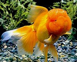 Oranda Goldfish: Identification, Facts, Care Guide, & Pictures | Animal-World