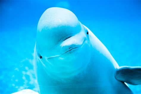 Deciphering Beluga Whales' Bubble Language | Discover Magazine