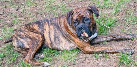 Available Dogs | The Boxer Rescue