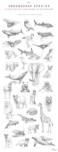 Illustration Sketches, Art Drawings Sketches, Cute Drawings, Extinct ...