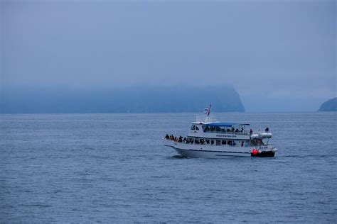 The Best Kenai Fjords Wildlife Cruise - Musings of a Rover