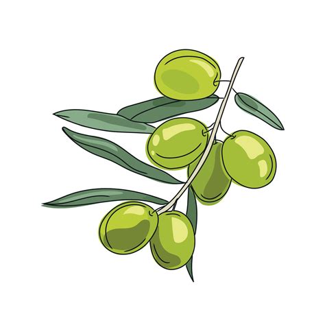 Olive branch vector cartoon illustration isolated on white background.Green olives image. Fresh ...