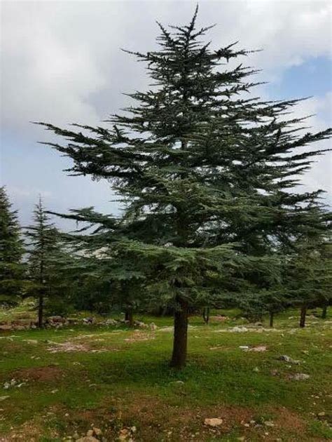 شجر الأرز في الاردن | بانوراما | زاد الاردن الاخباري - أخبار الأردن