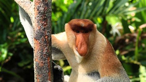 Proboscis Monkey in the Borneo Rainforest - YouTube