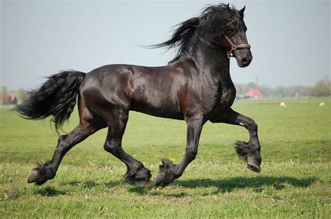 Image detail for -Friesian Horses - Friesch Paarden Centrum - About the ...