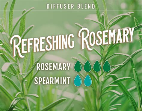 4 Rosemary Oil Diffuser Blends to Boost Your Brain - The Dropologist ...