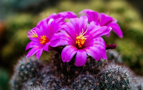 Purple Cactus Find the Most Rare Cacti - Succulent Propagation