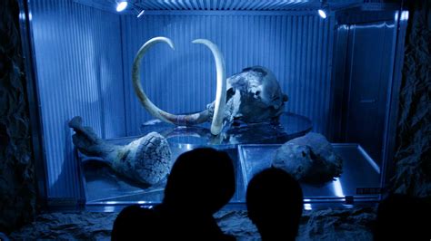 We shouldn't bring back extinct animals like the woolly mammoth