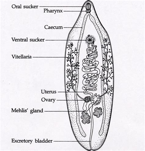 Opistorchis | Liver fluke, Human anatomy chart, Parasite