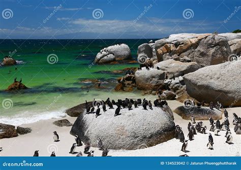 African Penguins at Boulders Beach Located in Simon& X27;s Town Cape ...