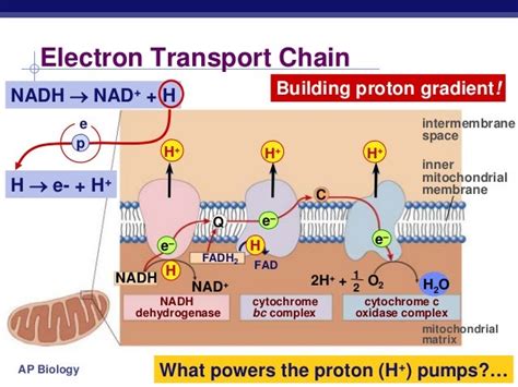 Transport Biology images