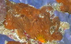 Encrusting Sponges - Sponge identification USVI Caribbean