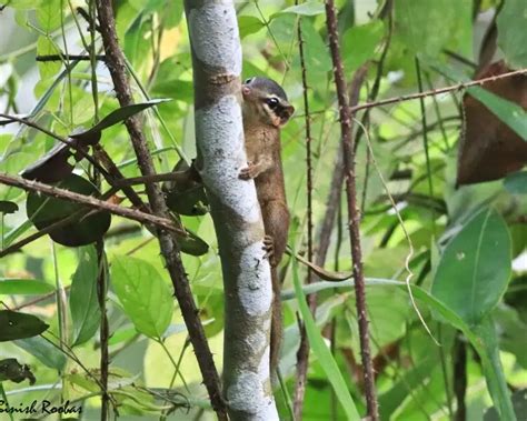 Northern smooth-tailed treeshrew - Facts, Diet, Habitat & Pictures on Animalia.bio