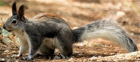 Abert’s Squirrel – Photo by Mike’s Birds – Be Your Own Birder