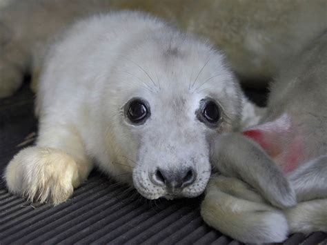 £90,000 raised for RSPCA appeal after seal pups were left stranded in ...