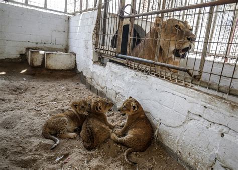 El polémico zoológico de Gaza reabre sus puertas a pocos meses de haber cerrado