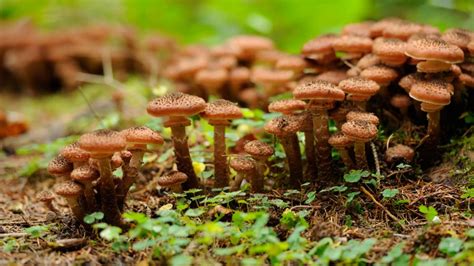 BBC - Earth - The largest living thing on Earth is a humongous fungus